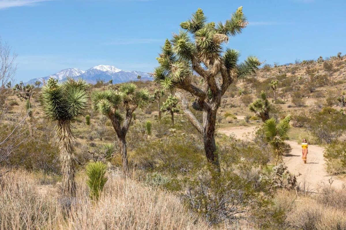 The Bungalows By Homestead Modern Joshua Tree Dış mekan fotoğraf